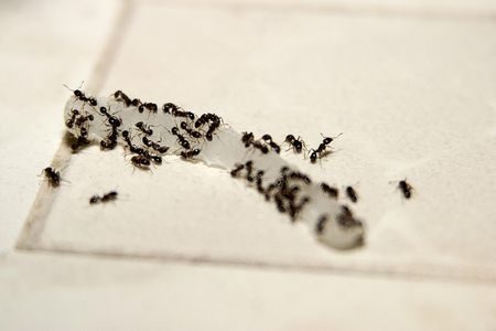 Small & Medium Ants
